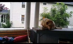 Dog stuck on table