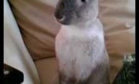 My cute bunny:)