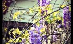 Spring in Mississippi Come check Out My Art  Also IN  H D 1080p =)