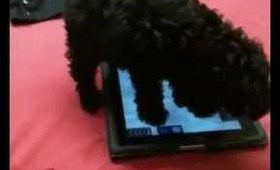 Echo the toy poodle playing MorphWiz
