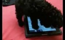 Echo the toy poodle playing MorphWiz