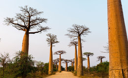 Now Trending: Baobab Oil in Skincare and Haircare