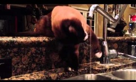 ♡ This cat likes water! ♡