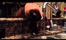 ♡ This cat likes water! ♡