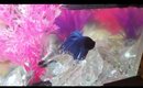 Betta Crowntail Fish in Ghost Shrimp Tank