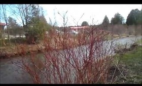 Forest Vlog ♡♡♡