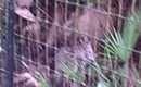 Wild Cat eating at Belize Zoo - growler.AVI