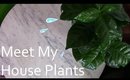 Meet My Plants