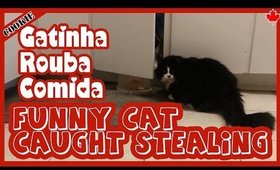 Funny Cat Caught Stealing / Gatinha Pega Roubando Comida