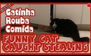 Funny Cat Caught Stealing / Gatinha Pega Roubando Comida