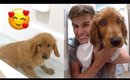 First Bath for Wally - Cutest Puppy Golden Retriever