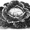 Loretta S.