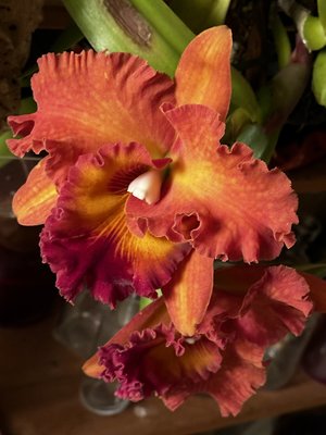 Julie M.