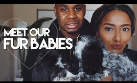 Meet Our Fur Babies