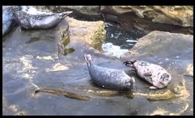 ☼SAN DIEGO☼: Making Friends With Cute Seals l Liveloveerika