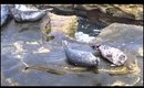 ☼SAN DIEGO☼: Making Friends With Cute Seals l Liveloveerika