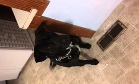 Thumper loves bacon