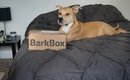 September BarkBox Unboxing