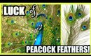 Why You Should Keep PEACOCK FEATHERS In Your Home! Attract BEAUTY, LUCK, WEALTH, AND LOVE!