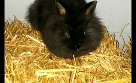 Baby bunny eating lemon balm