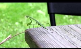 The Praying Mantis