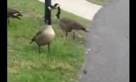 Geese Hiss
