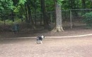 Kenobi at the bark park!