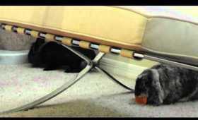 Bunnies Stealing Eachother's Treats! (Last Bunny Video I Promise!)