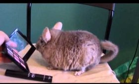 Chinchillas and Youtube