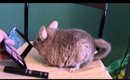 Chinchillas and Youtube