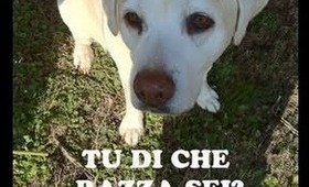 Tu di che razza sei?Umana o Disumana? NON abbandonate gli animali!!!!