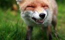 What does a fox say