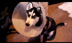 Neutered Lobo (Batman)