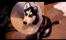 Neutered Lobo (Batman)
