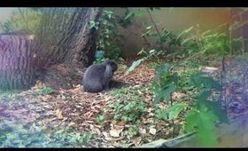 Free Roam Mini Holland Lop