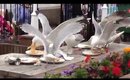 Seagulls attack a table of food at the Pavilion Bar in Bridlington