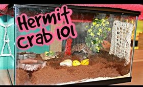 All About My Hermit Crabs + Tank Tour!