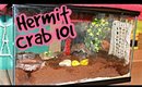 All About My Hermit Crabs + Tank Tour!