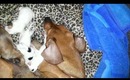 Dachshund has mauxie puppies!
