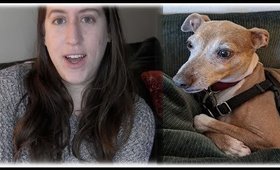 Should you get an Italian greyhound? || My experience & recommendations