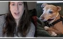 Should you get an Italian greyhound? || My experience & recommendations