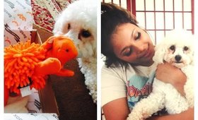 Happy HOWL-O-WEEN | Barkbox October 2014 Unboxing
