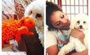 Happy HOWL-O-WEEN | Barkbox October 2014 Unboxing