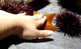 Tocando estrellas de mar en Acuario de Long Beach