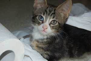 My Spike as a little kitten! I LOVE HIM SO MUCH. 
 
NOT MY PICTURE. He belongs to my sister, it is her picture.