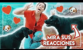 ALIMENTANDO PERRITOS EN LA CALLE #EspecialDeNavidad I Kika Nieto