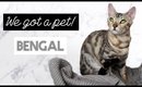 My Very First Pet (Silver Bengal Cat) | Storytime ♡