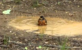 BIRD BATH