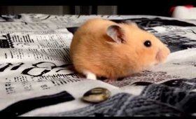 Meet Cupcake! My Pet Hamster