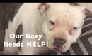 HELP Our Roxy figure out whats wrong with her